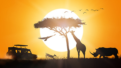 Private vs Group Safari in Tanzania