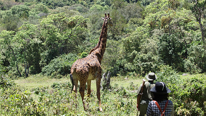 Are Walking Safaris Safe in Tanzania?