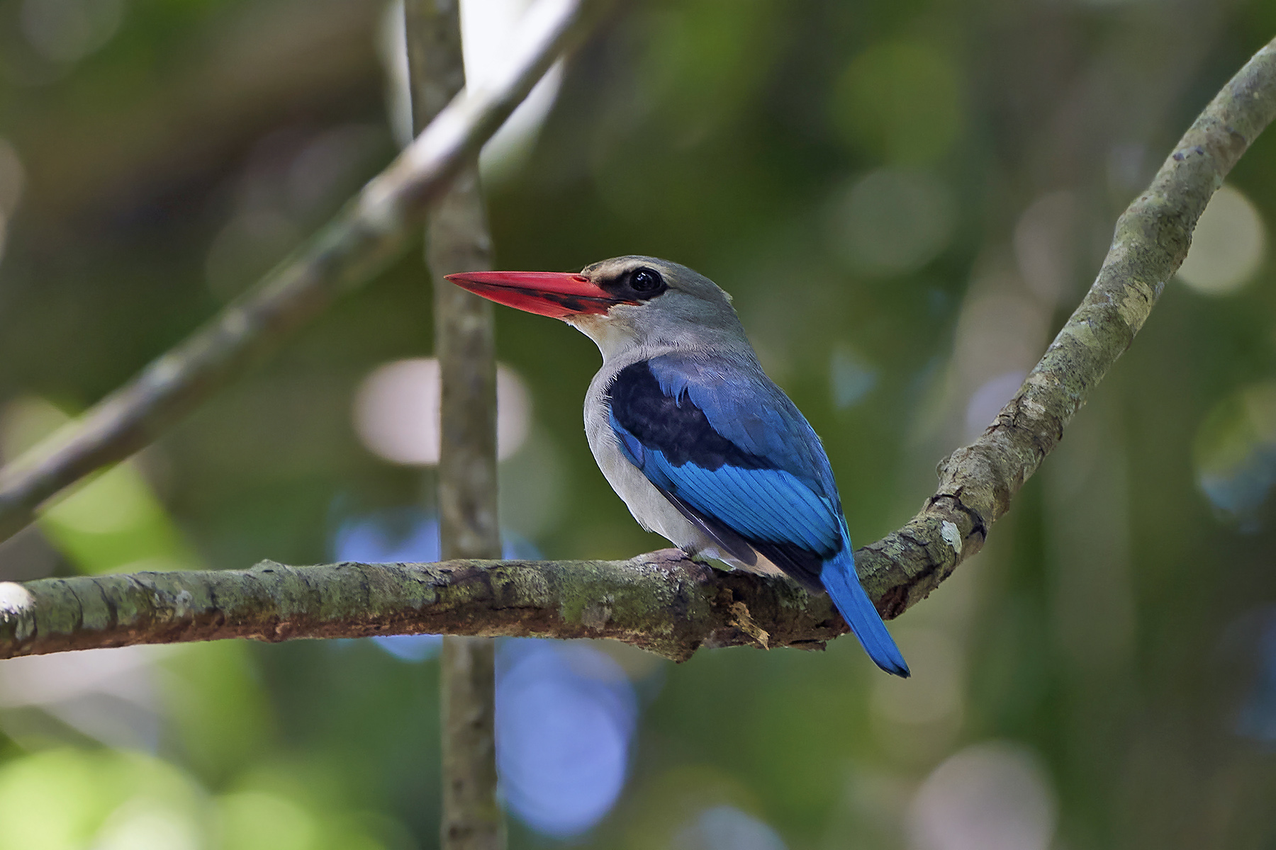 Regular Safari vs Birding Safari in Tanzania