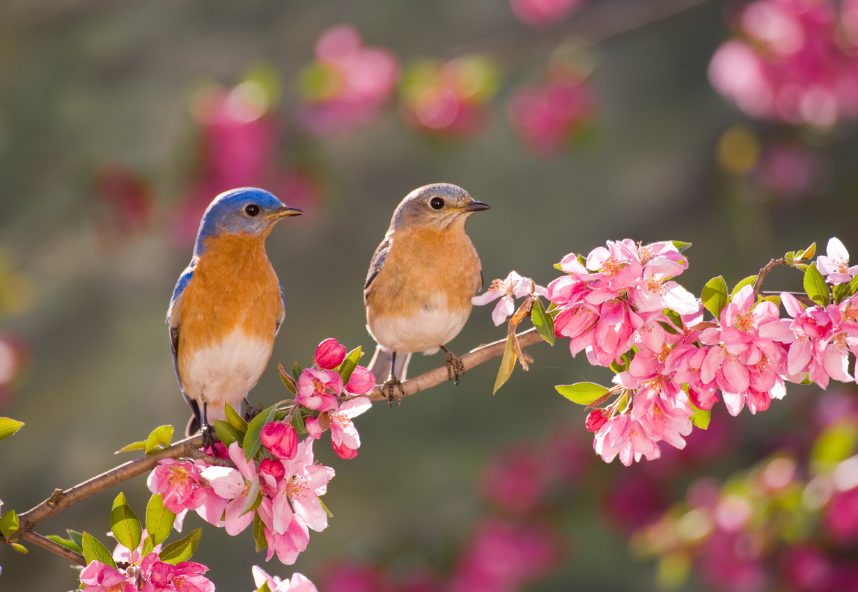 Birdwatching in Tanzania