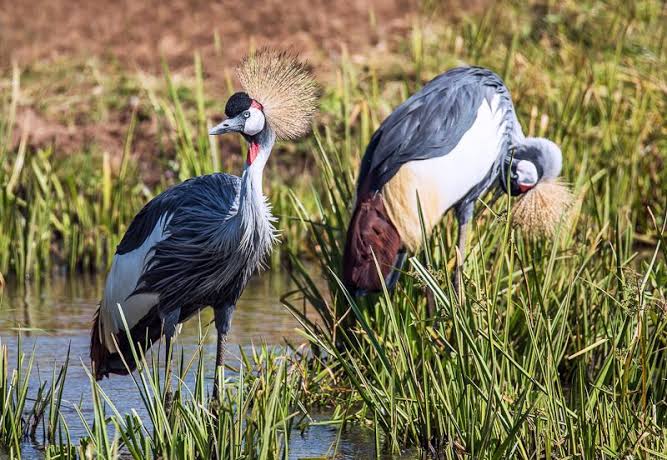 Group vs Private Birding Tour in Tanzania