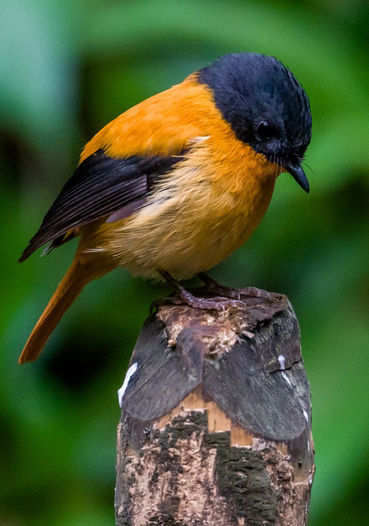 Endemic Birds of Tanzania: Where They're Found