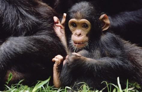 Gombe vs Mahale for Chimp Trekking