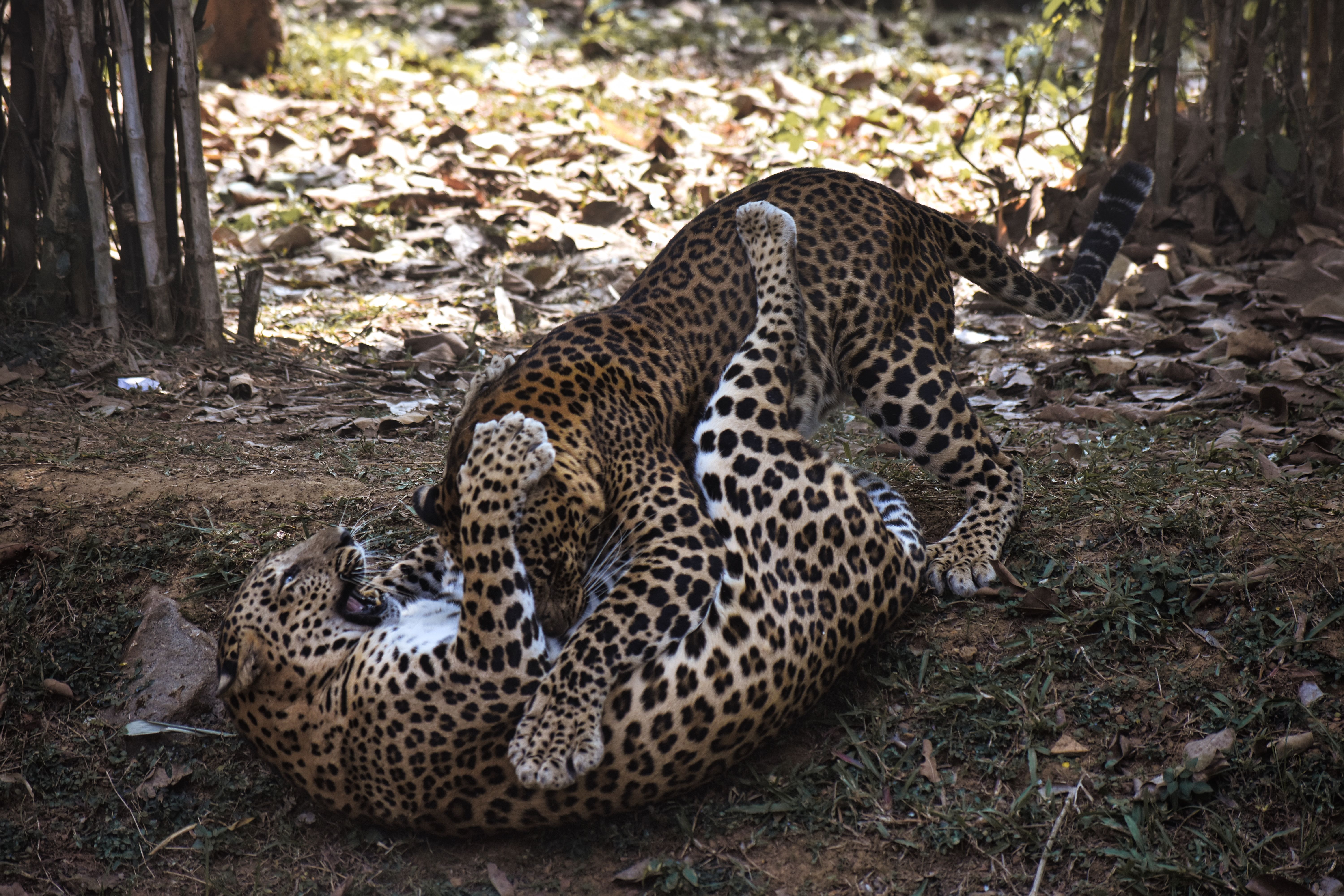 Common Tanzania Safari Mistakes