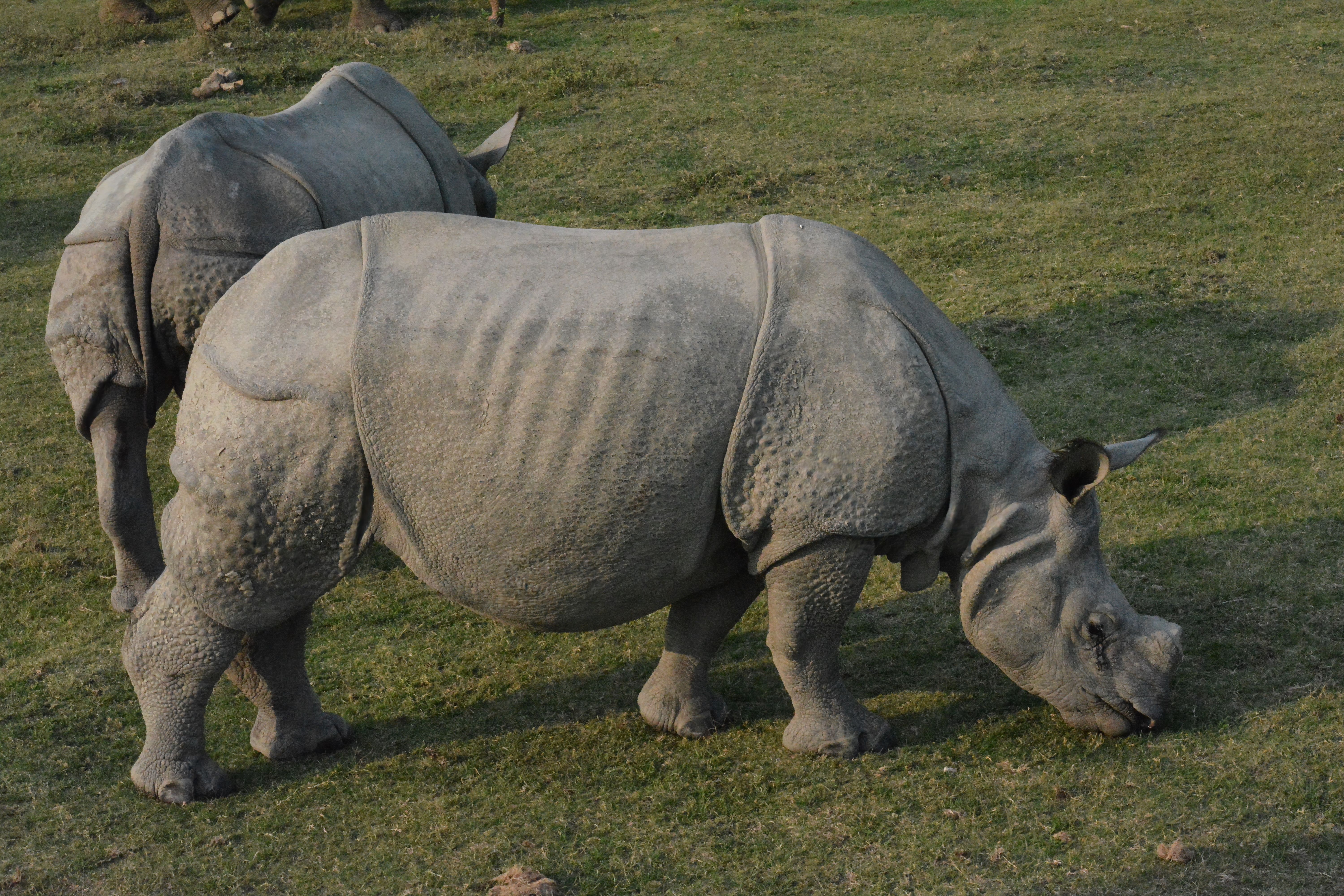 Easiest Wildlife to Photograph in Tanzania