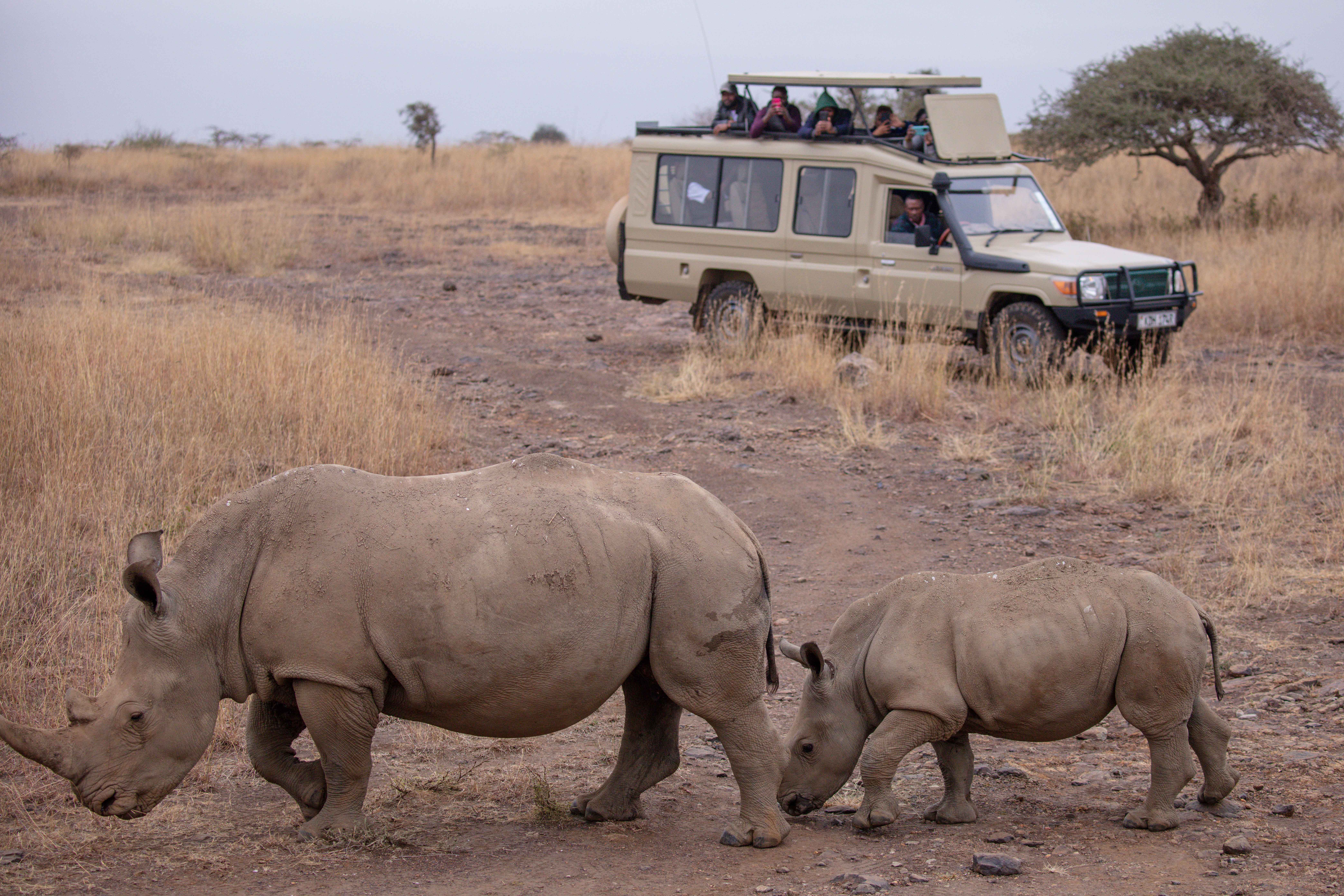  How to Avoid Blurry Safari Photos in Tanzania