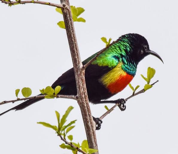 Tanzania vs Kenya for Birdwatching: Honest Guide