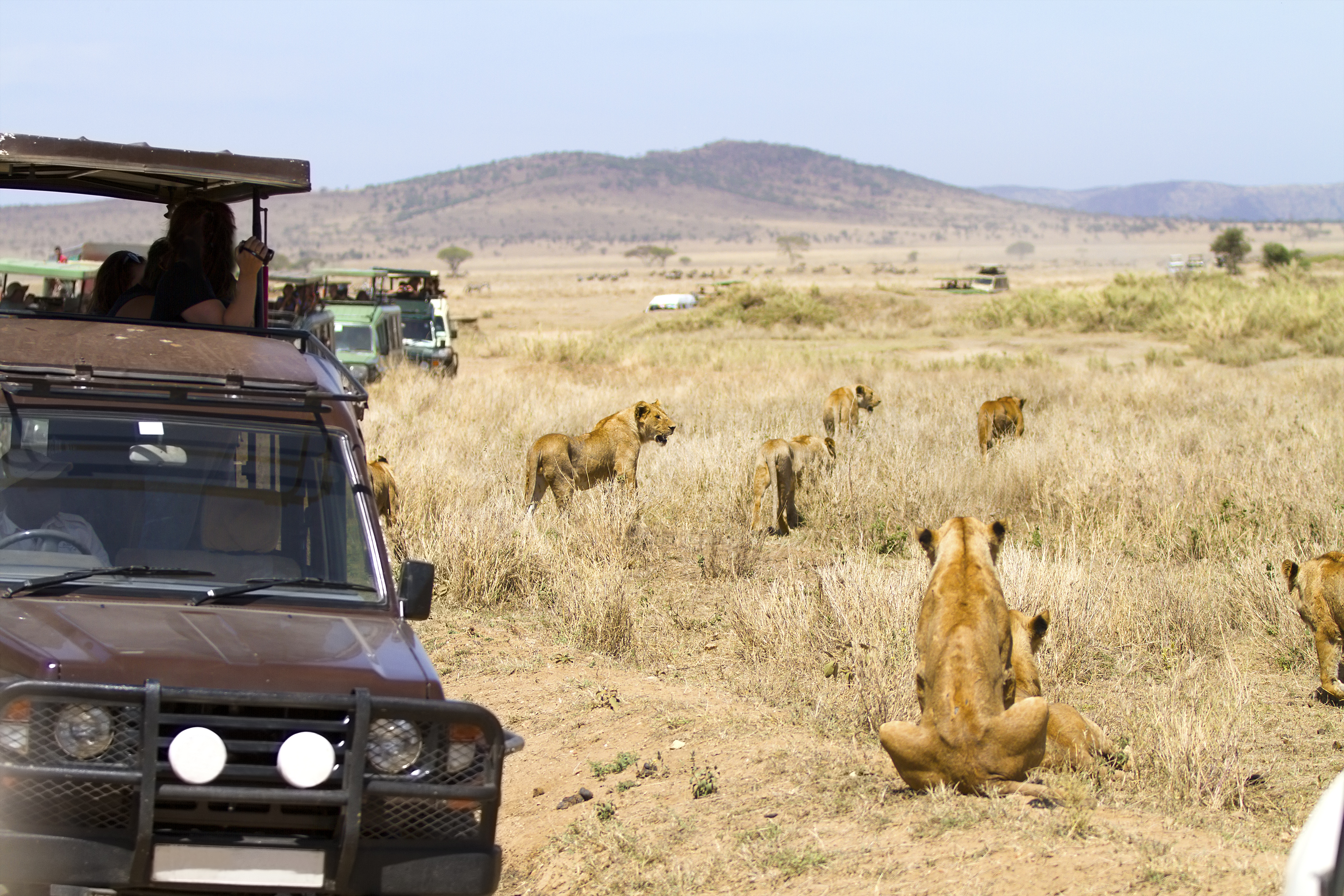 Open vs Closed Safari Vehicles