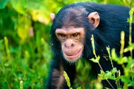 Can You See Chimpanzees in Tanzania?