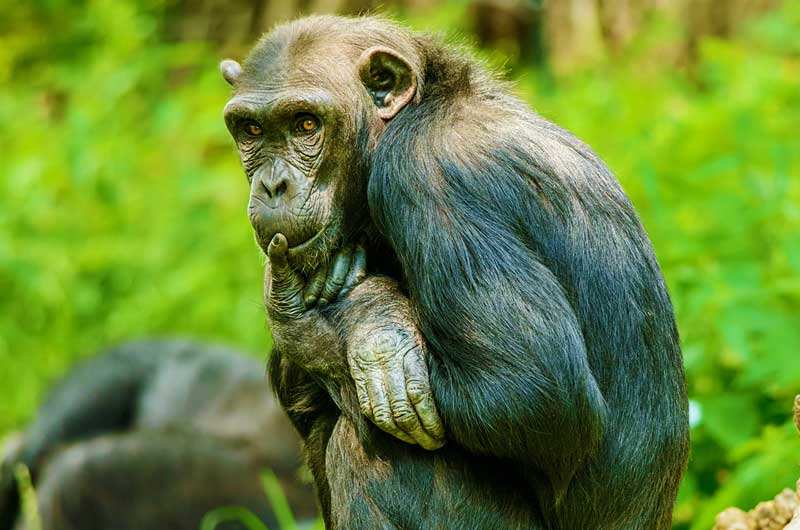 Getting to Tanzania's Chimp Parks