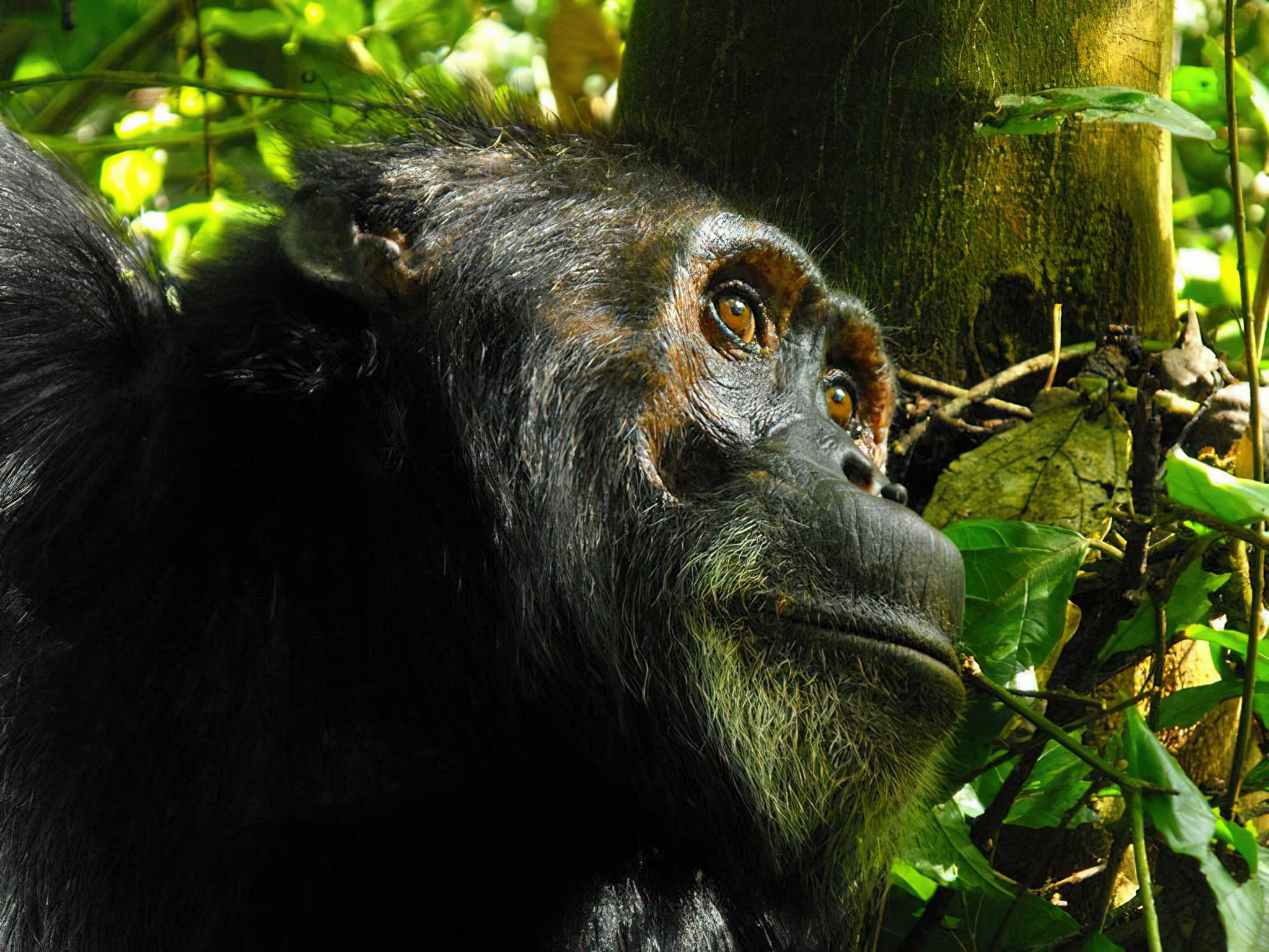 Best Time for Chimpanzee Trekking