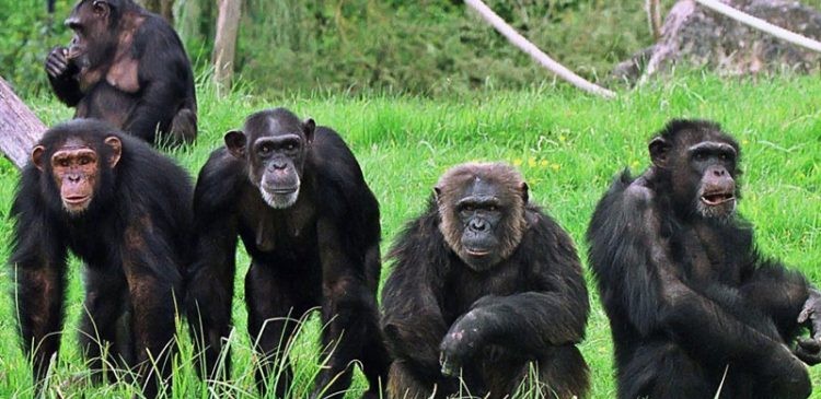 Luxury Chimpanzee Trekking in Tanzania