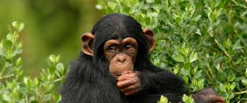 Combining Chimps With a Tanzania Safari