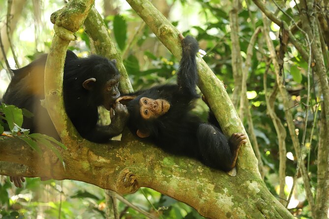 More Than Chimps: What Else You'll See