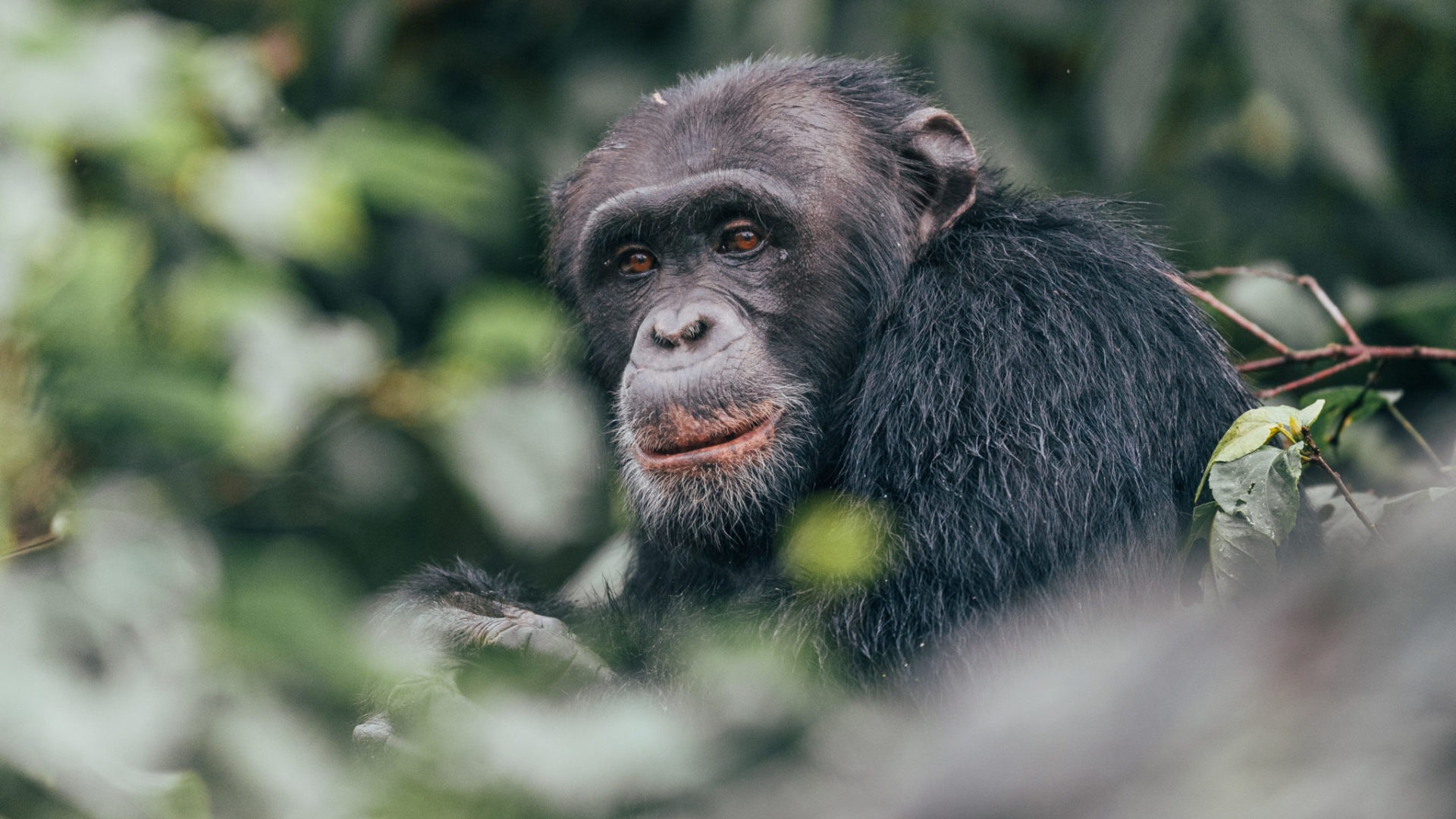 How Fit for Chimpanzee Trekking?