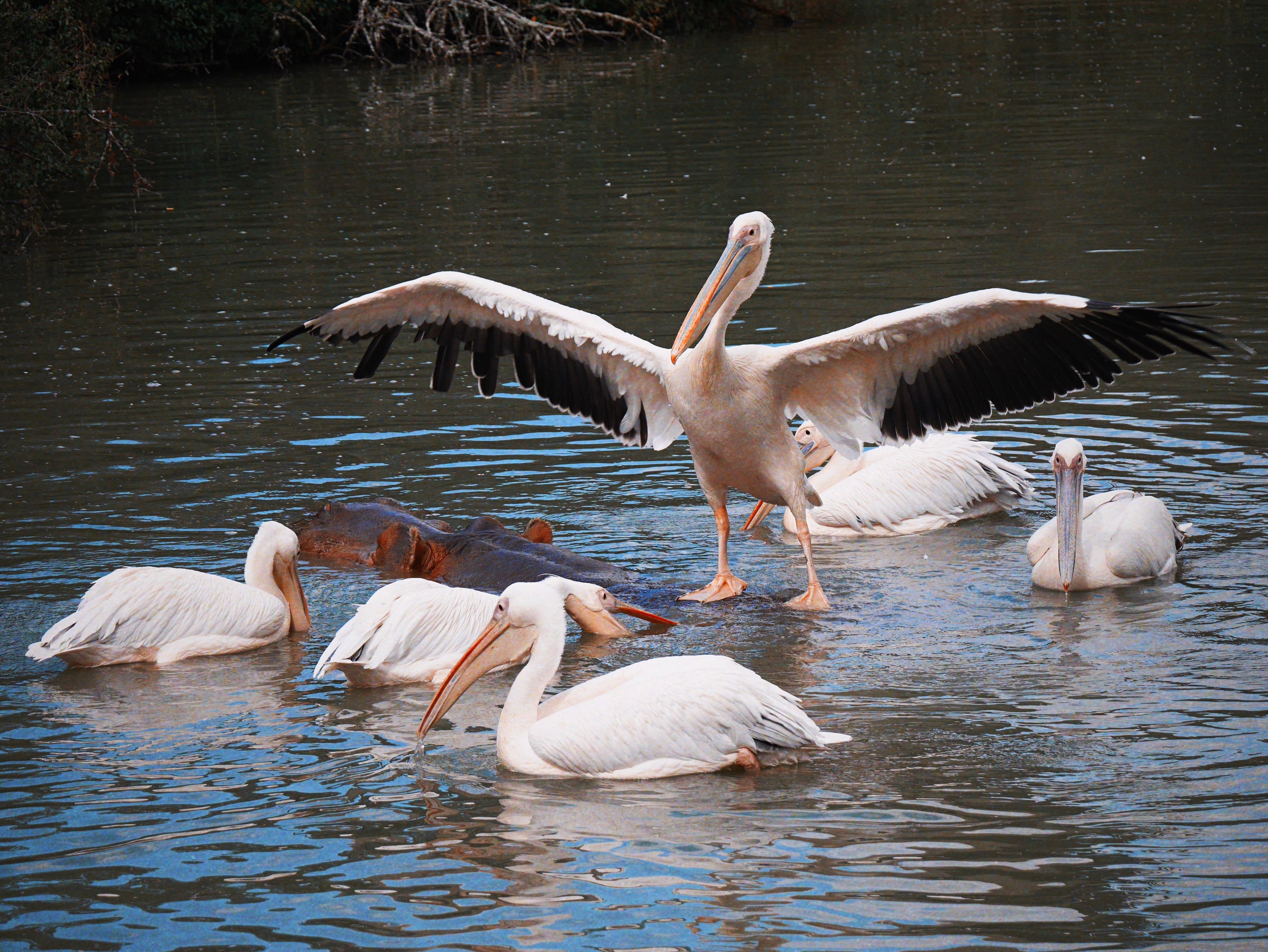 Hiring a Birding Guide in Tanzania: A Real Guide