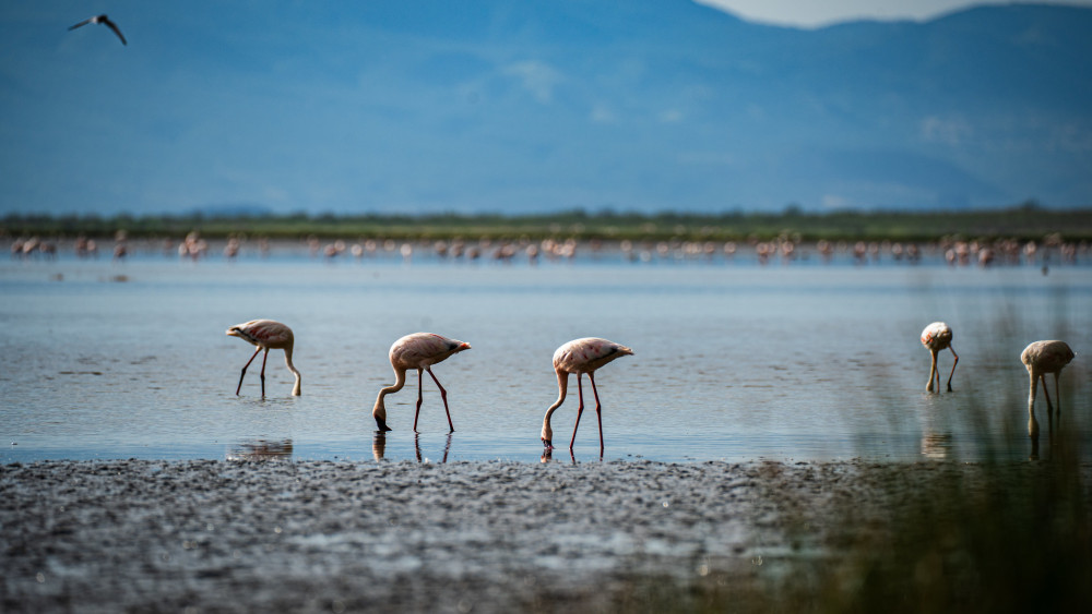 Lake Natron for Birdwatchers: Flamingos & More