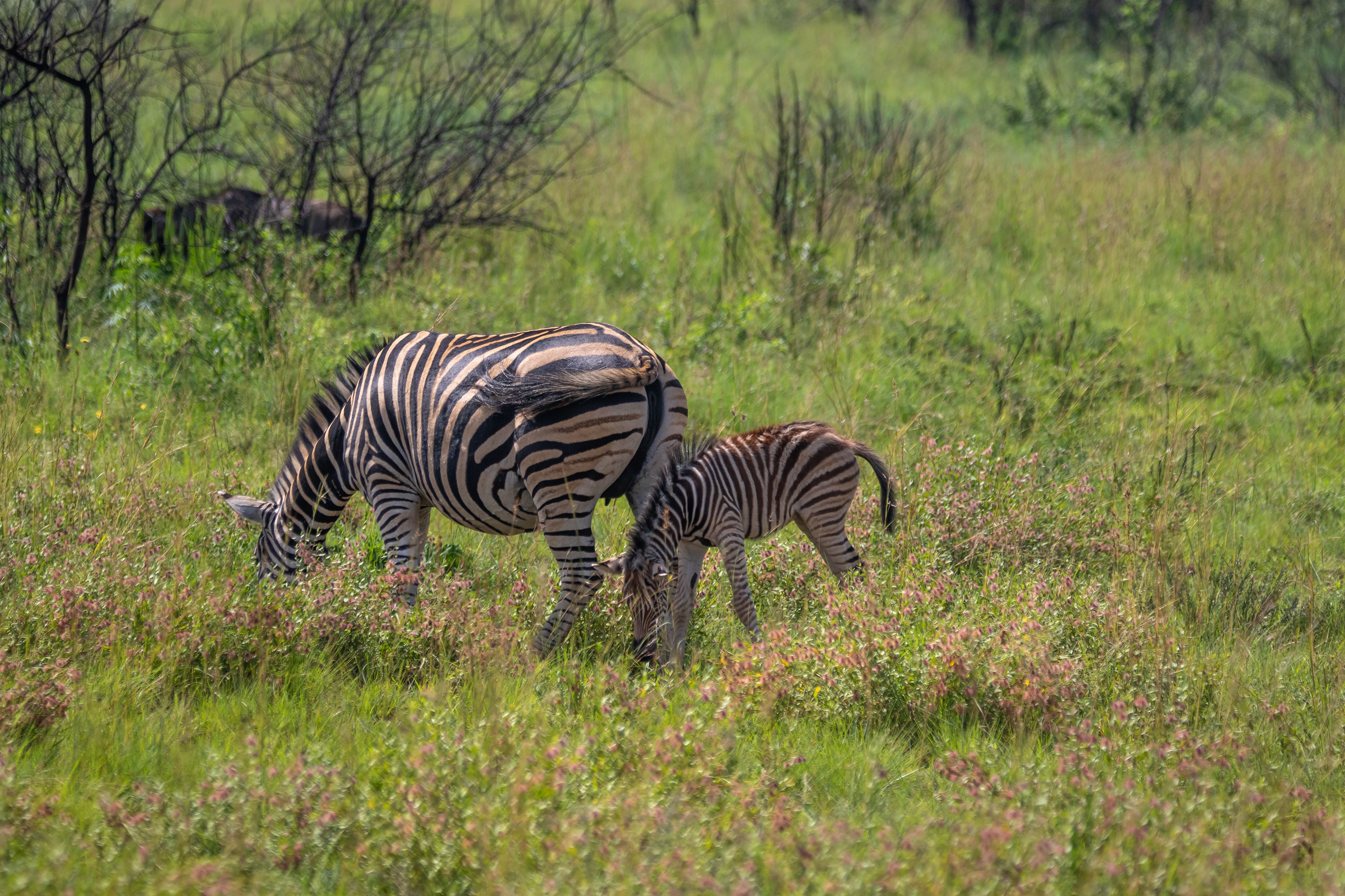 Can You Book a Safari Last-Minute?
