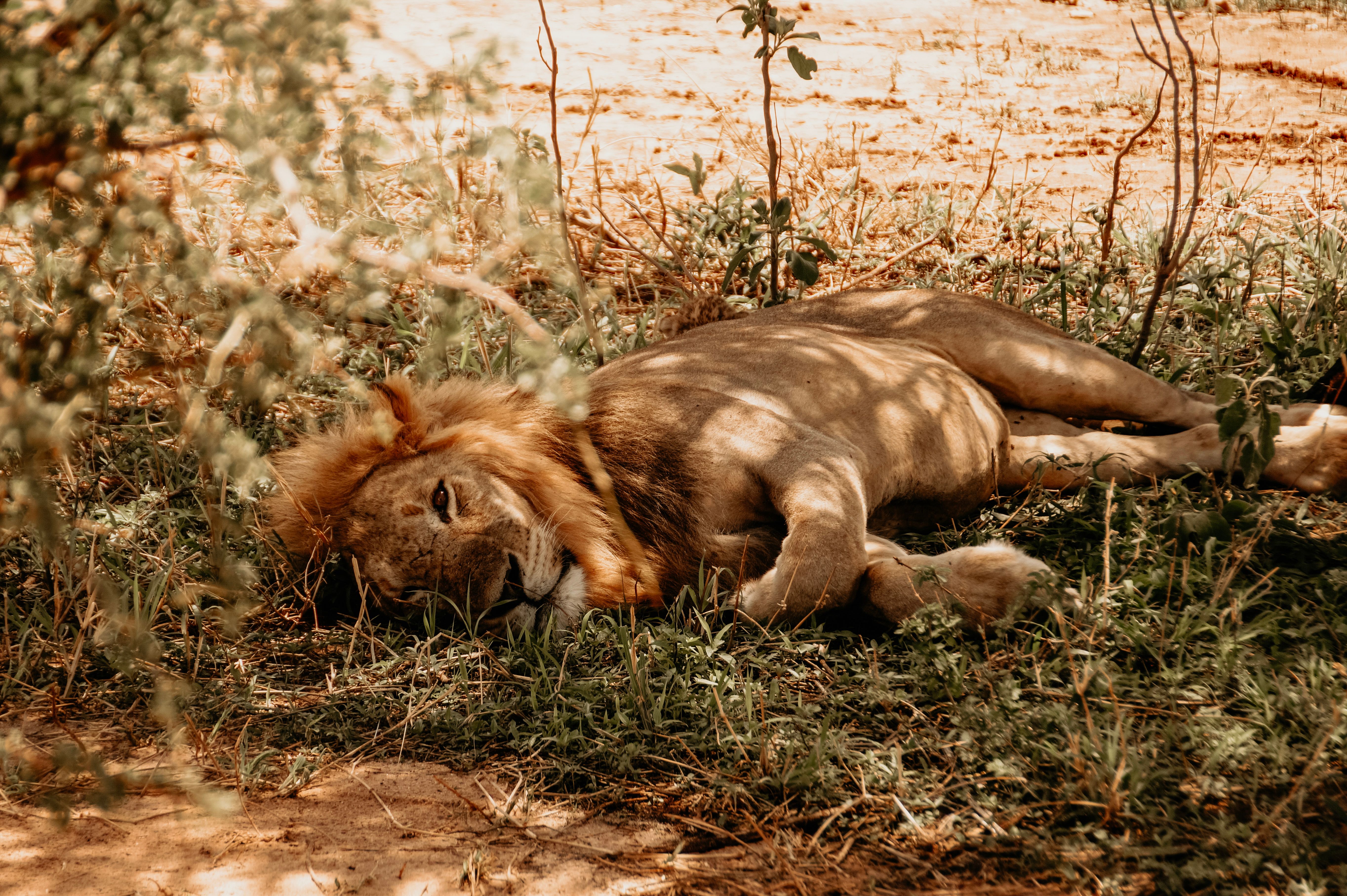 Best Time of Day for Safari Photos in Tanzania