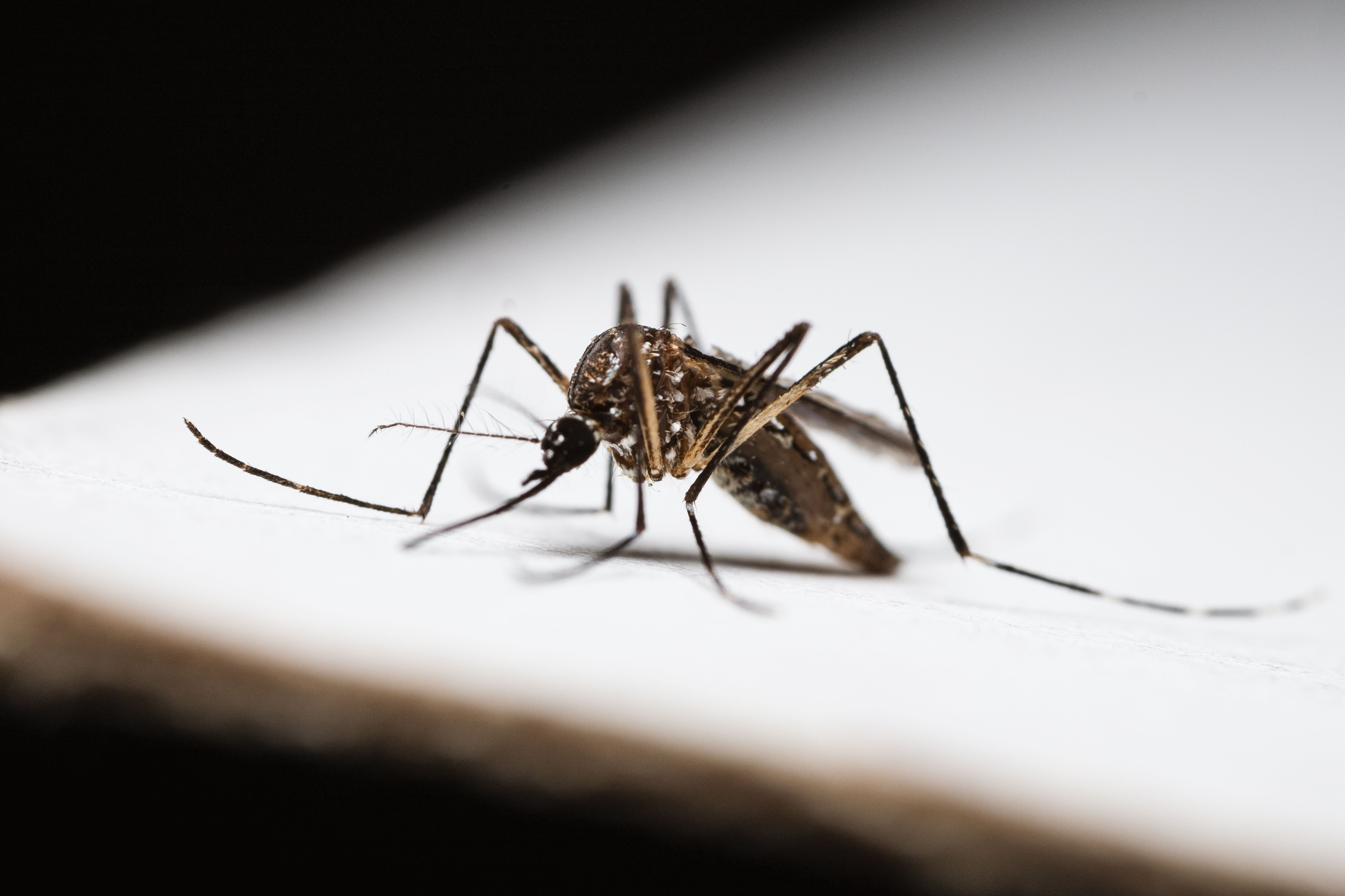 How Much Does Malaria Prevention Cost? (Tanzania)