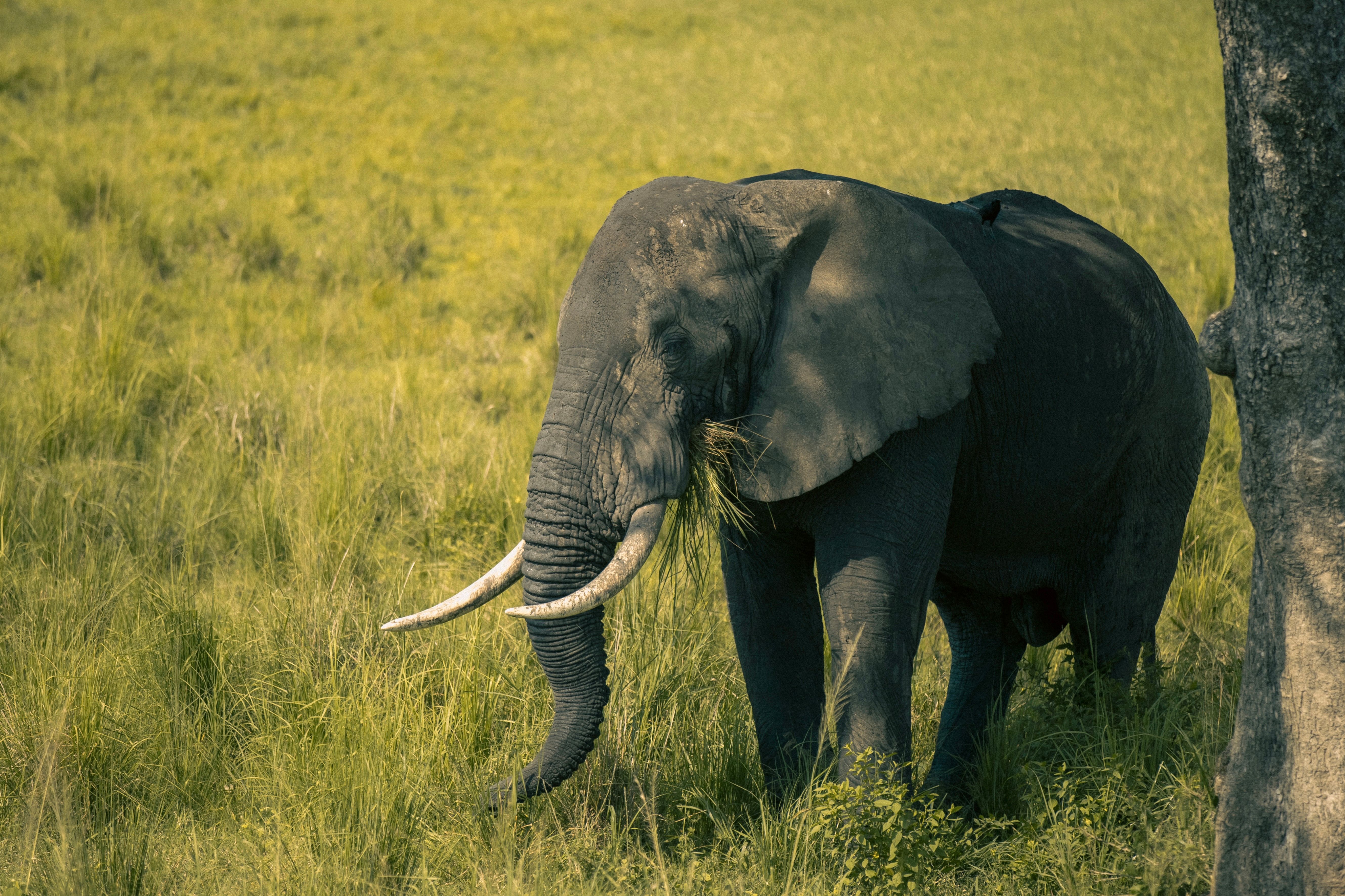 Ethical Tanzania Safari Operators