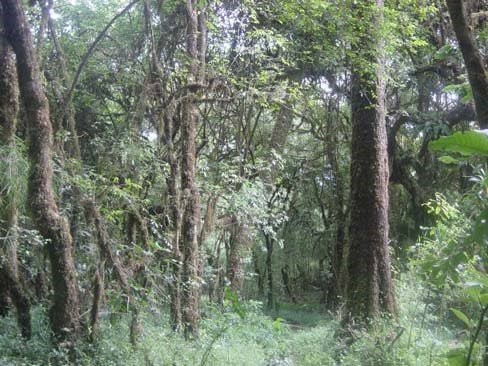 Minziro Forest Reserve Safari Guide