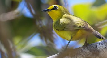 Nilo Nature Forest Reserve Guide