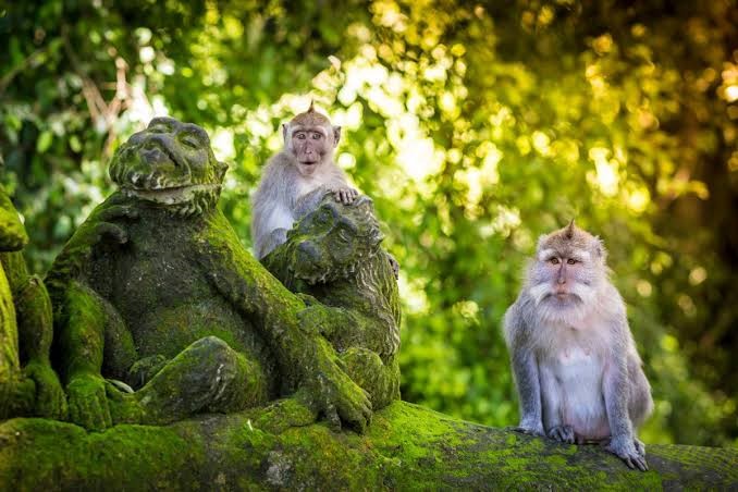 Rondo Nature Forest Reserve Guide