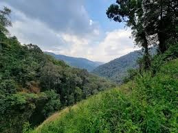 Kipo Nature Forest Reserve Guide
