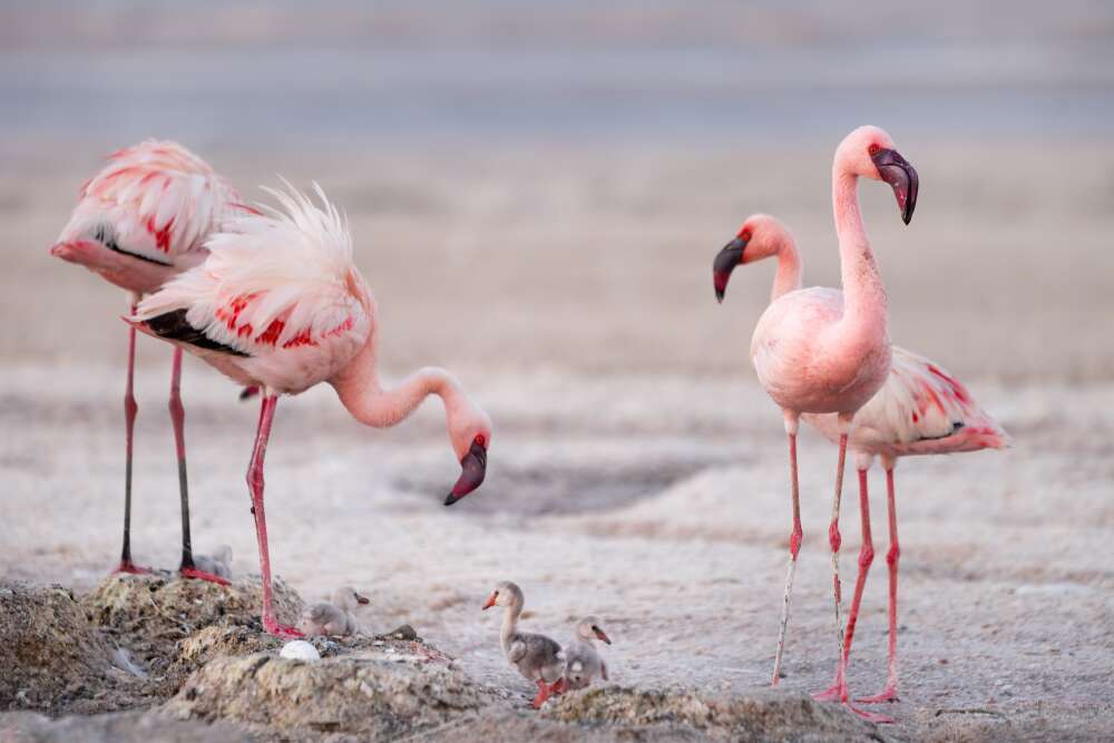 Lake Natron Conservation Area Safari Guide