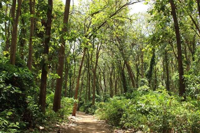 Mkingu Nature Forest Reserve Guide