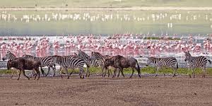 Luhira Game Reserve Safari Guide