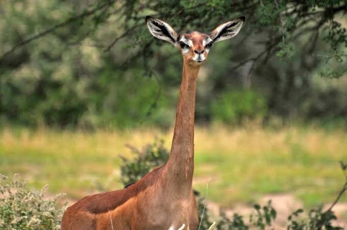 Lukwati Game Reserve Safari Guide