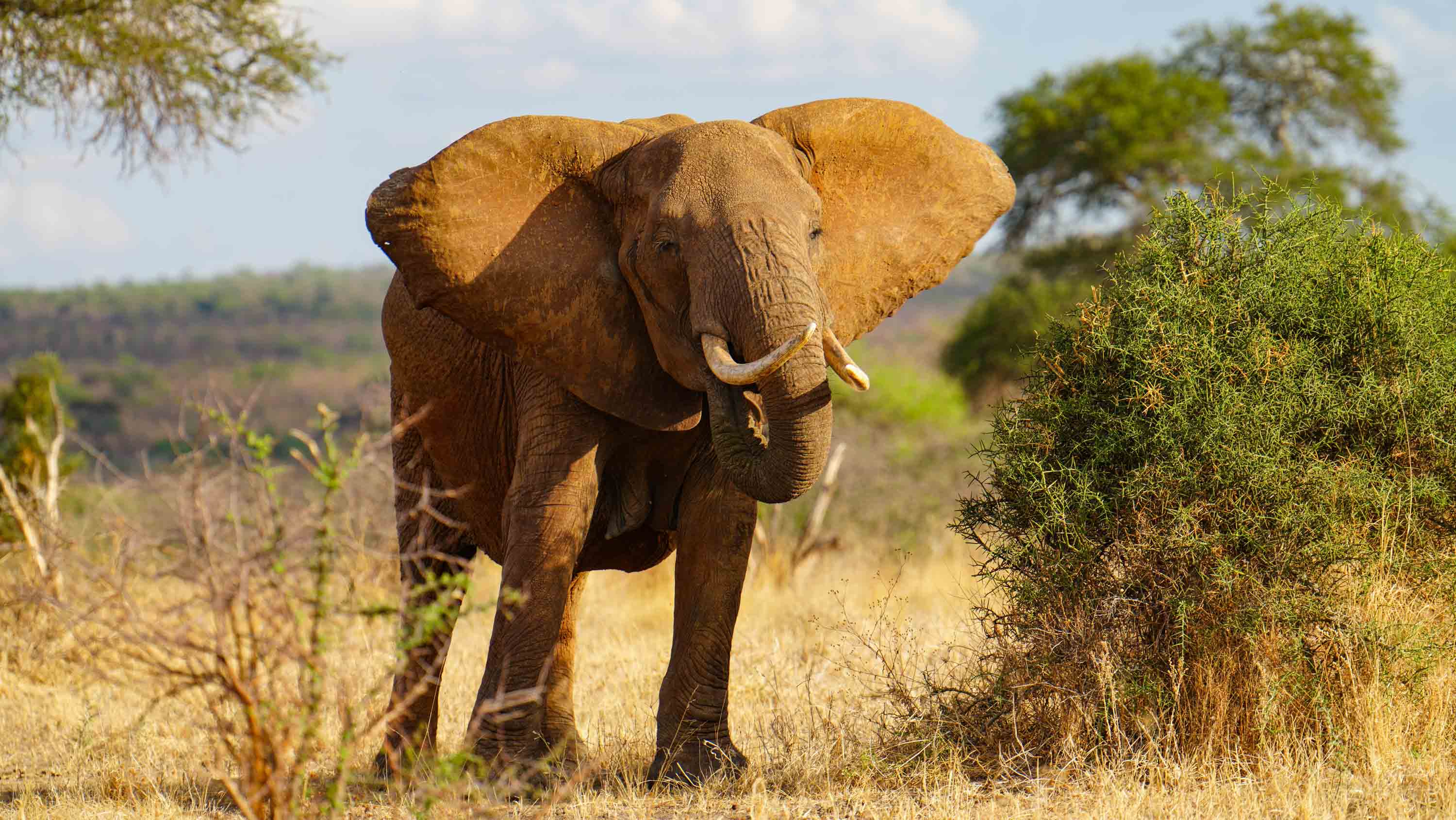 Rungwa Game Reserve Safari Guide