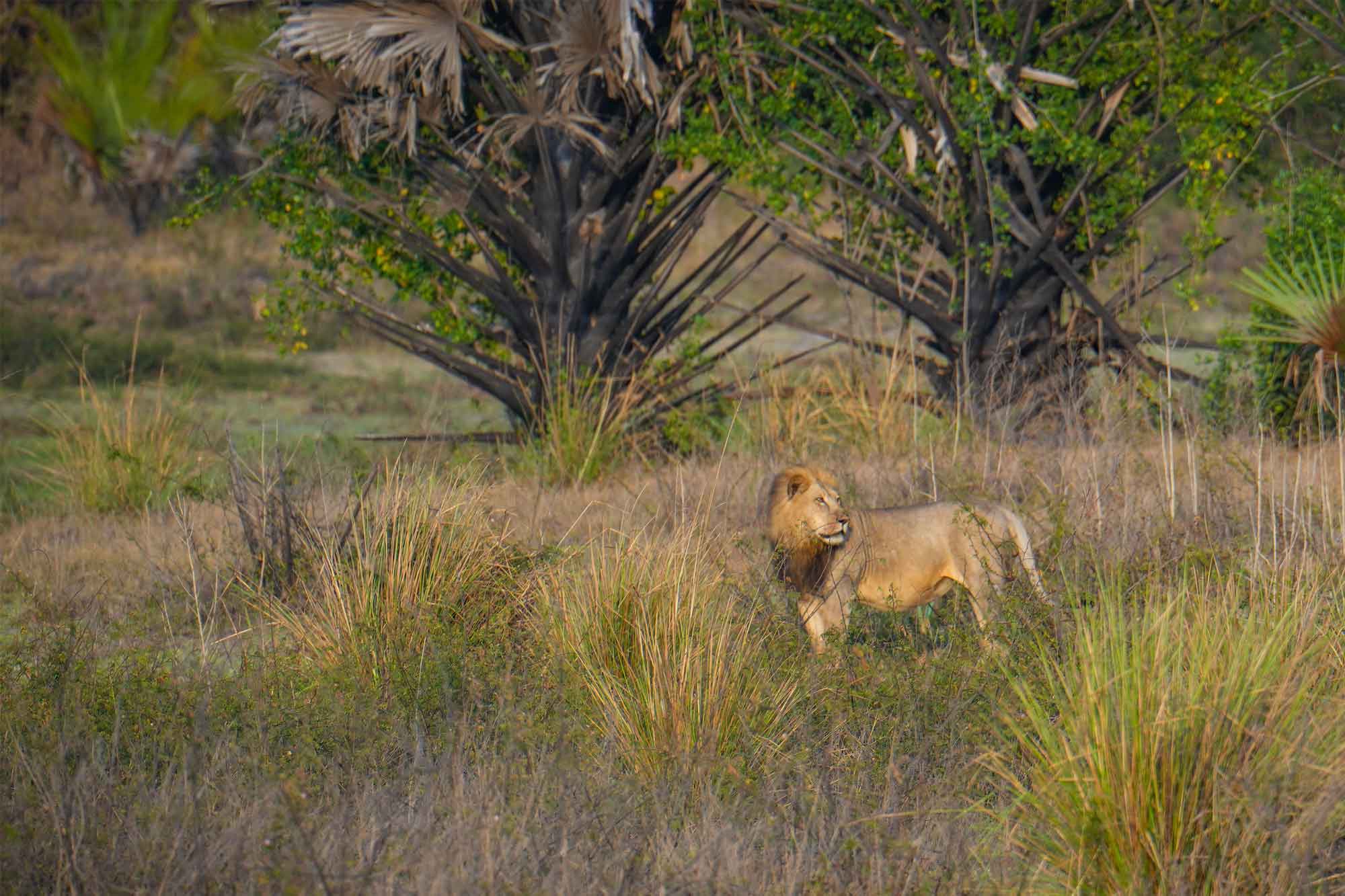 Uwanda Game Reserve Safari Guide
