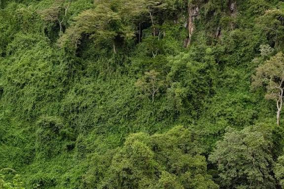 Amani Nature Forest Reserve Guide