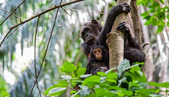 Things to Do in Kigoma, Tanzania 
