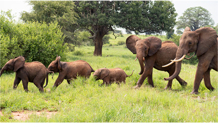 Safari-TZ guest photographing an elephant family from the pop-top of a Land Cruiser — typical Tarangire Day 6 sighting on the 7-day Tanzania safari packages.