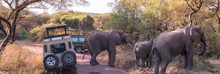 Best Time to Visit Lake Manyara for Wildlife Viewing