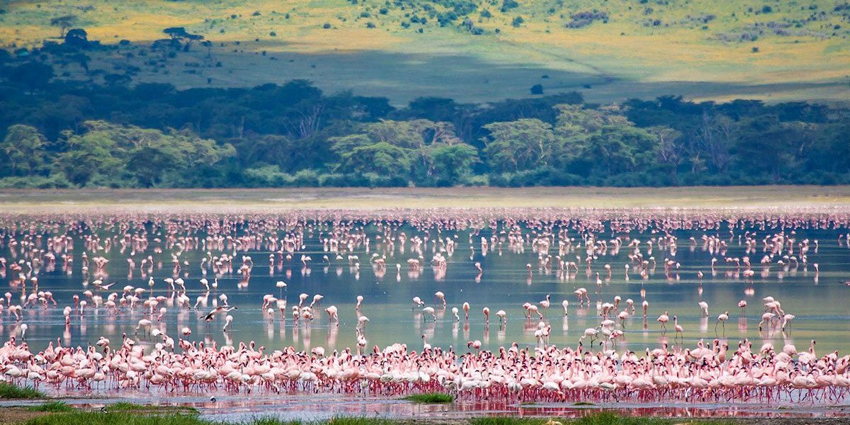 How Much Is a 4-Day Tanzania Safari?