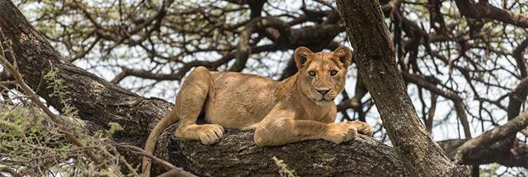 Safari-TZ Toyota Land Cruiser stopped on a Northern Circuit track while a male lion crosses in front — typical Day 3 sighting on the 7-day Tanzania safari packages route.