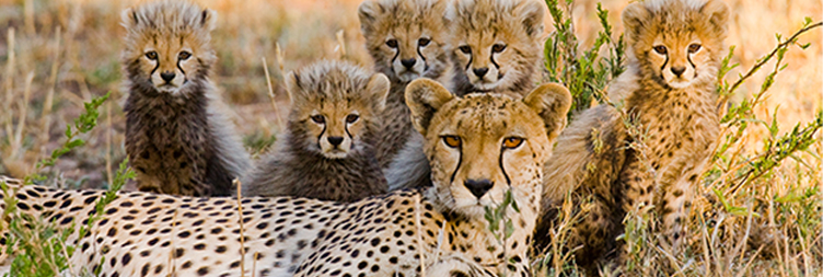 Budget vs Luxury Tanzania Safari: Which Is Right for You?