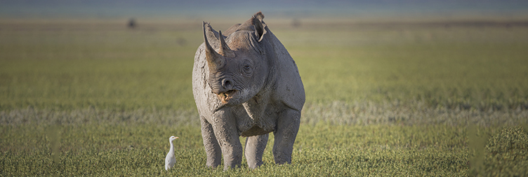 Questions to Ask Before Booking a Tanzania Safari.