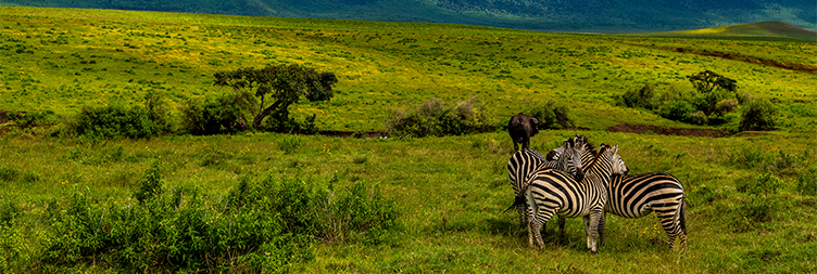 When Is the Best Time to Book a Tanzania Safari?