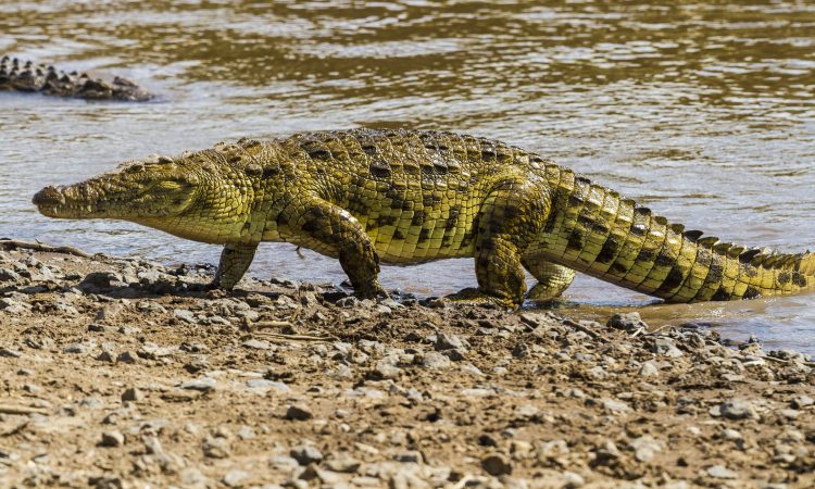 What Animals Will You See on Safari?