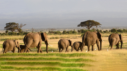 Is the Serengeti Worth It for 2-3 Days?