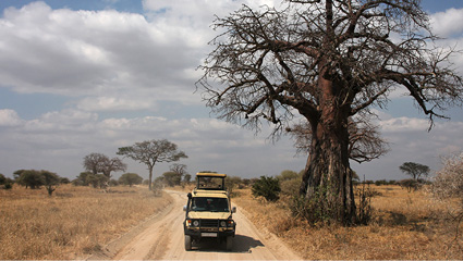 Safari-TZ public-campsite tents pitched under an acacia on the Ngorongoro rim — Day 5 overnight on the Budget tier of our 7-day Tanzania safari packages.