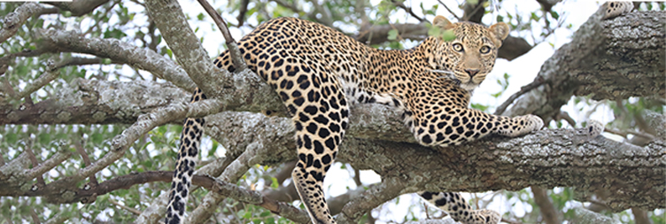 Serengeti plains at golden hour — destination of the 7-day safari starting from Arusha, Tanzania