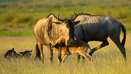 Safari-TZ cream Land Cruiser parked beside a waterbuck herd in long grass — a typical morning sighting on the family-paced 7-day Tanzania safari packages.