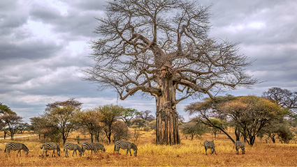 Tarangire baobab landscape — Day 6 of every 7-day safari from Zanzibar, regardless of tier